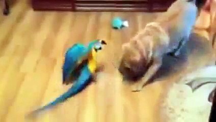 Guacamayos atacó el Shar-Pei. Perro y guacamaya
