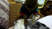 Enquanto o gato está dormindo. Cuidar engraçado Macaco por um gato do sono