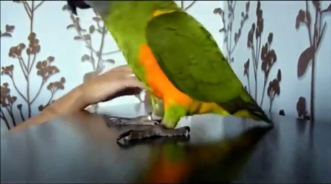 Loriculus em uma perna. papagaio senegalês