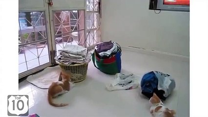 Papagaio perseguir gatos. Periquito papagaio legal usado para gatos