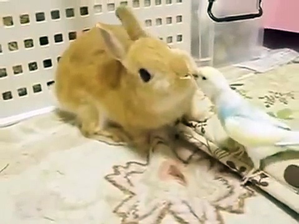 Parrot é amigos com o coelho. Coelho engraçado e papagaio