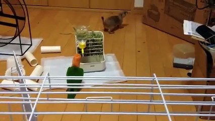 Papagaio que joga com Gopher. Esquilo engraçado e um papagaio