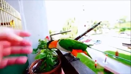 Parrot caique fui para uma caminhada e mensagem na varanda. Papagaio engraçado legal
