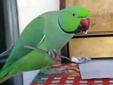 Papagaio come como um homem. Papagaio que come de uma colherPapagaio come como um homem. Papagaio que come de uma colher