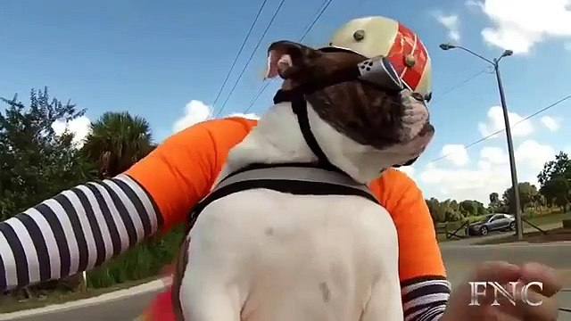 Os passageiros em duas rodas. Passeio cão engraçada sobre o transporte de duas rodas