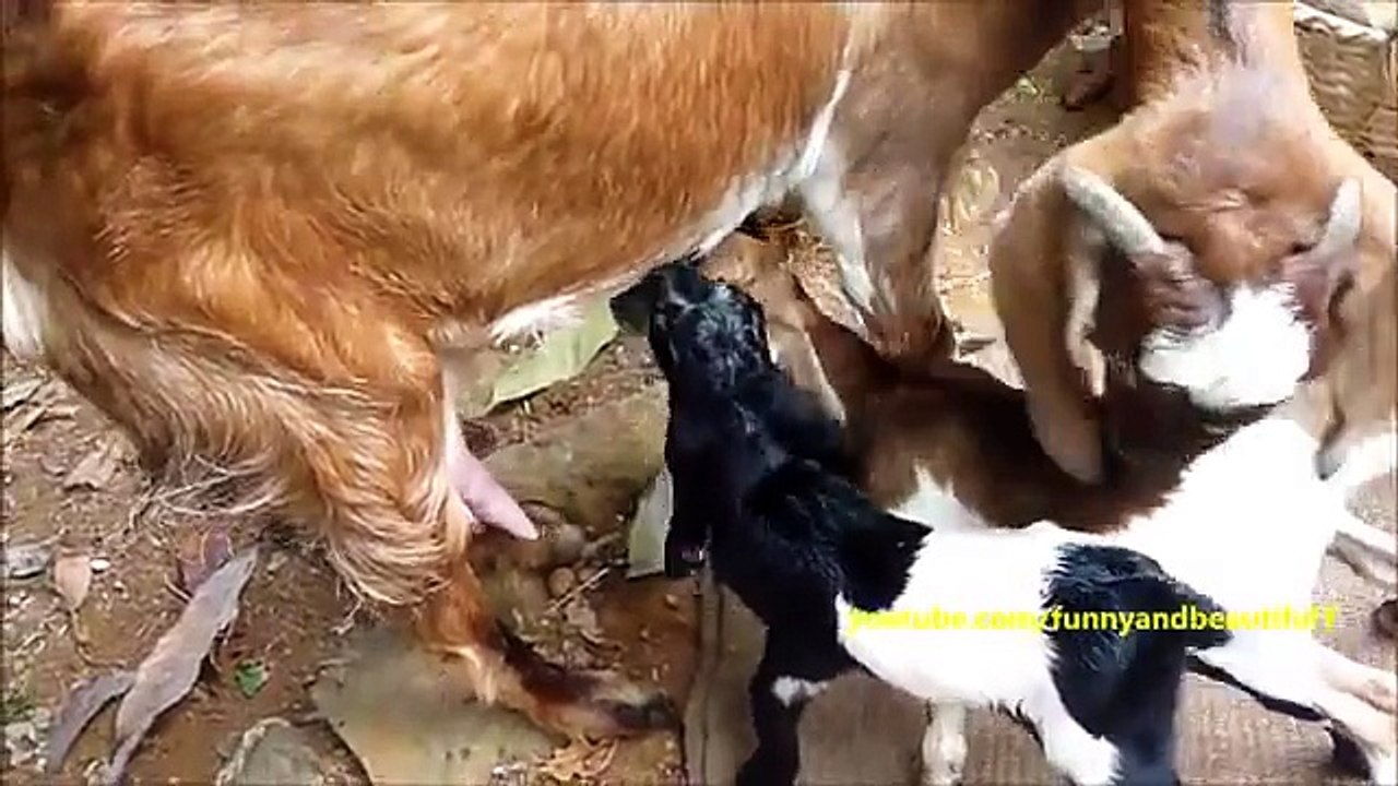 A primeira alimentação. Dois miúdo engraçado pela primeira vez sobre a alimentação