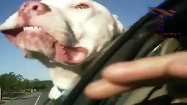 A primeira vez na máquina. Os cães e gatos para a primeira vez que viajam no carro