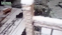 A primeira neve e os cães. Cães engraçados brincam na neve