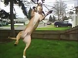 Cão ataca uma árvore. Cão engraçado agarrou o galho de uma árvore
