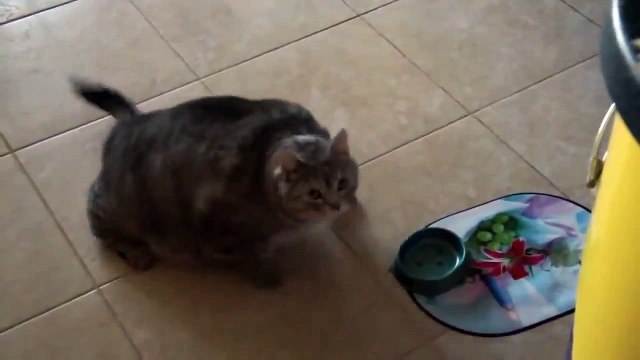 Толстый кот просит кушать