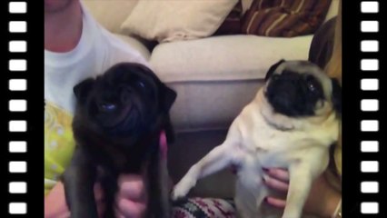 PUGS PHOTO BOOTH
