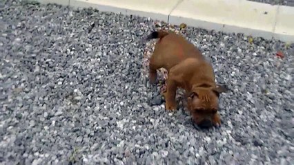 93ème vidéo LETTY de STAFFORDLAND