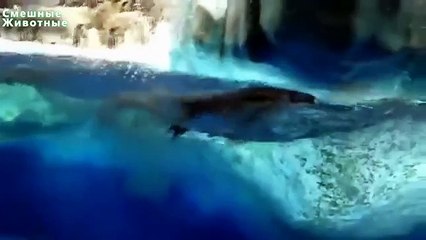 La chute des Penguins. pingouins drôles