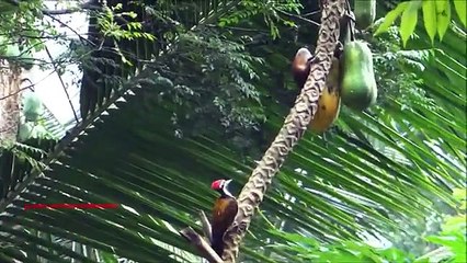 Papaya affirmation. Drôle d'écureuil et les oiseaux ne divisent pas le fruit