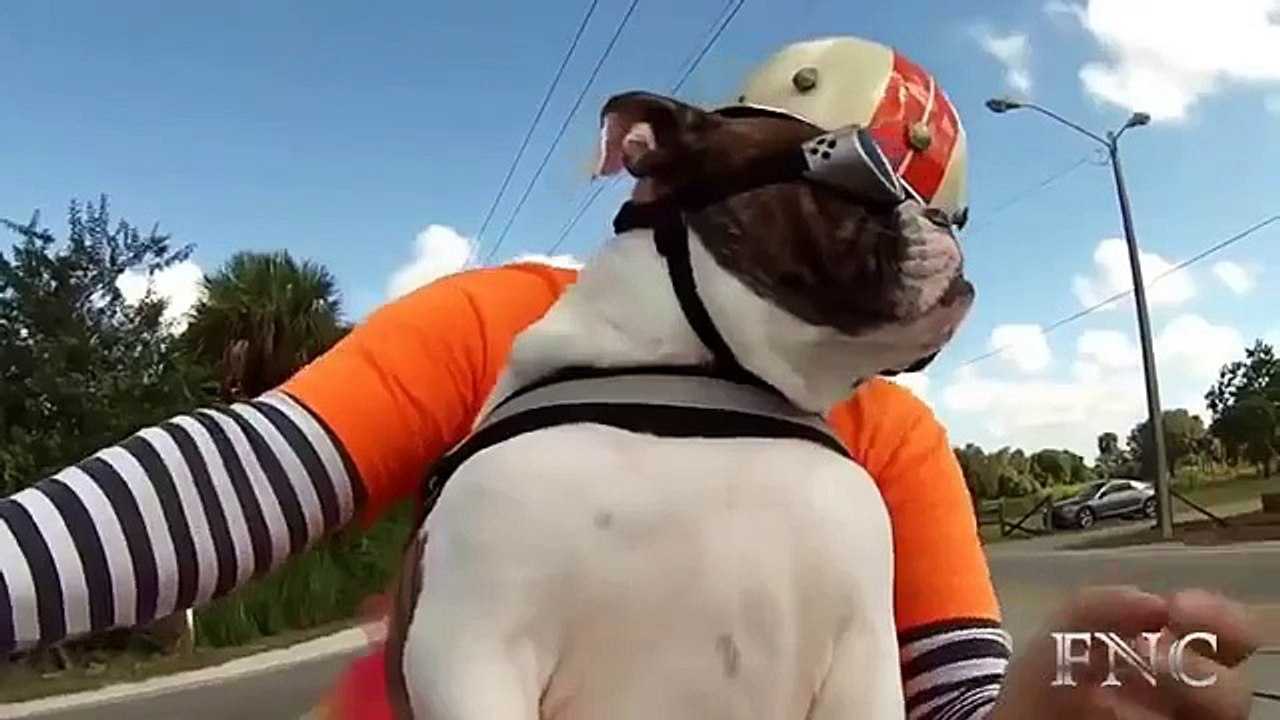 Les passagers sur deux roues. Tour drôle de chien sur le transport à deux roues
