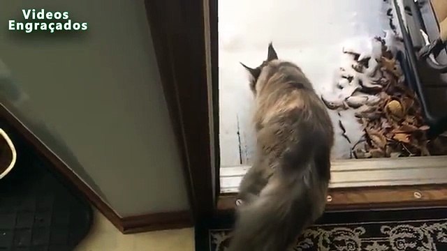 La première neige et chats. Funny cats jouent dans la première neige