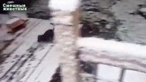 La première neige et les chiens. Chiens drôles batifoler dans la neige