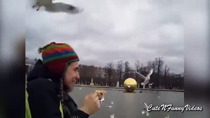 Snack à la volée. Mouettes blanches mangent avec en vol