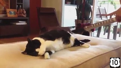 Le nettoyage de routine des chats. Chats drôles et fraîches sont nettoyés avec un aspirateur