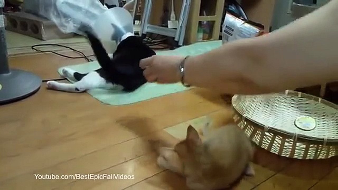 Je eu ce qu'ils méritaient. Drôle chaton a un chat avec un cône de protection