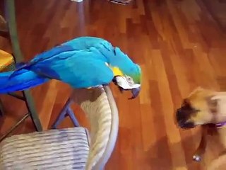 Parrot dit bulldog est pas mordre. Le chien et le perroquet