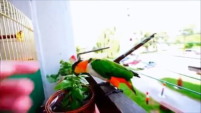 Попугай каик вышел погулять и покричать на балконе. Прикольный весёлый попугай