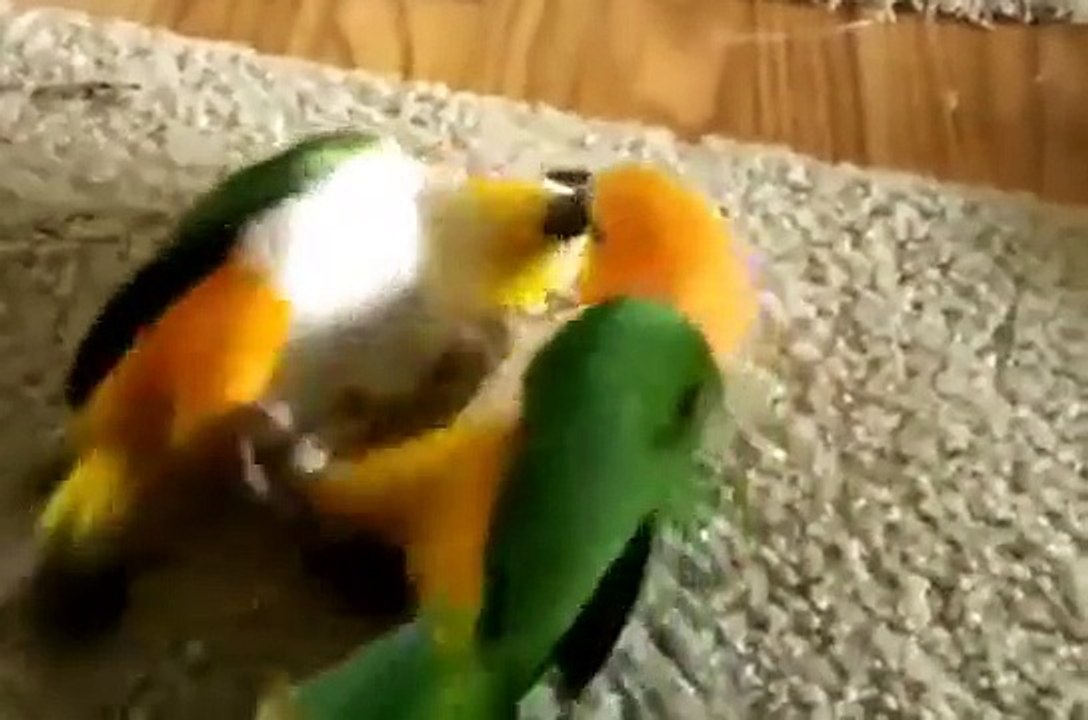 Попугаи каики резвятся. Прикольные попугаи