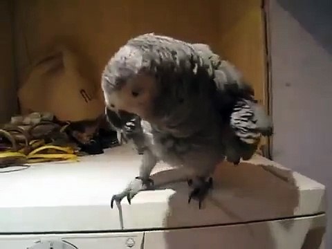 Попугай жако на стиральной машинке. Смешной попугай прыгает и бьет клювом