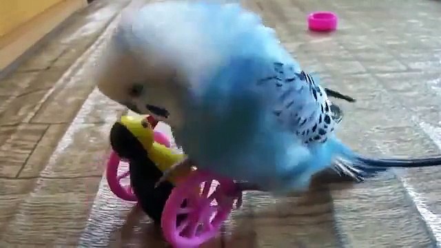 Попугай играет и общается с игрушкой. Забавный попугай