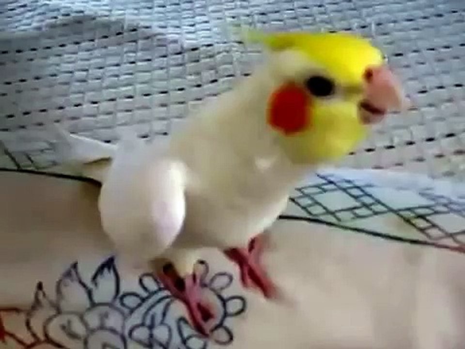 Попугай красиво свистит. Смешной попугай