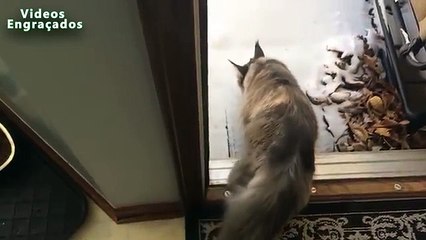 Первый снег и кошки. Смешные коты играют в первый снег