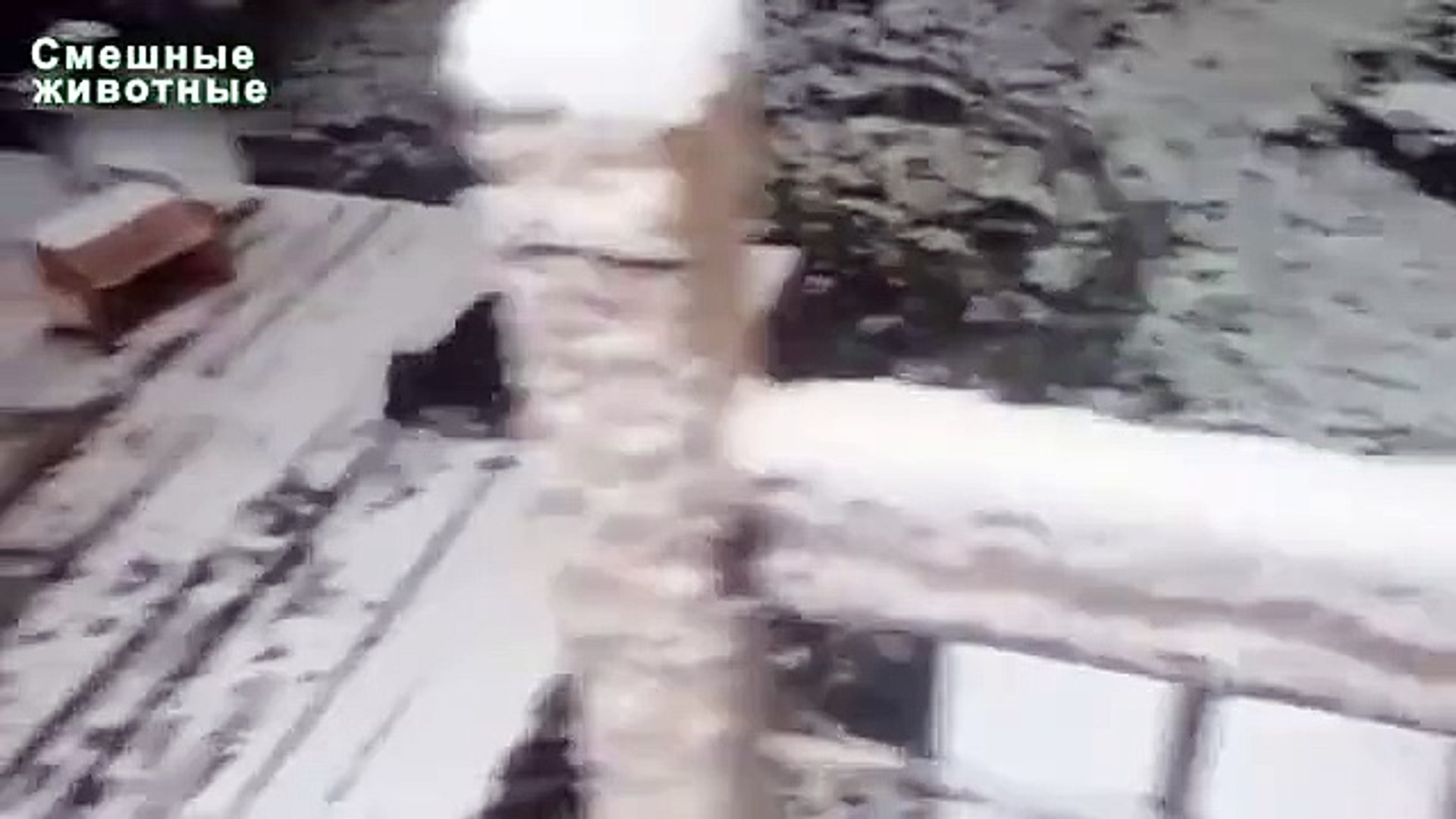 ⁣Первый снег и собаки. Забавный псы резвятся в снегу