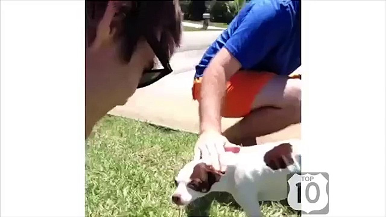 Позитивные собаки и псы. Смешные псы поднимают настроение