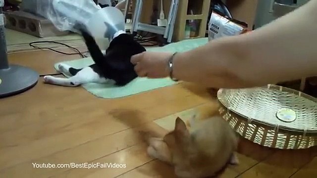 Получил по заслугам. Смешной котёнок получил от кошки с защитным конусом