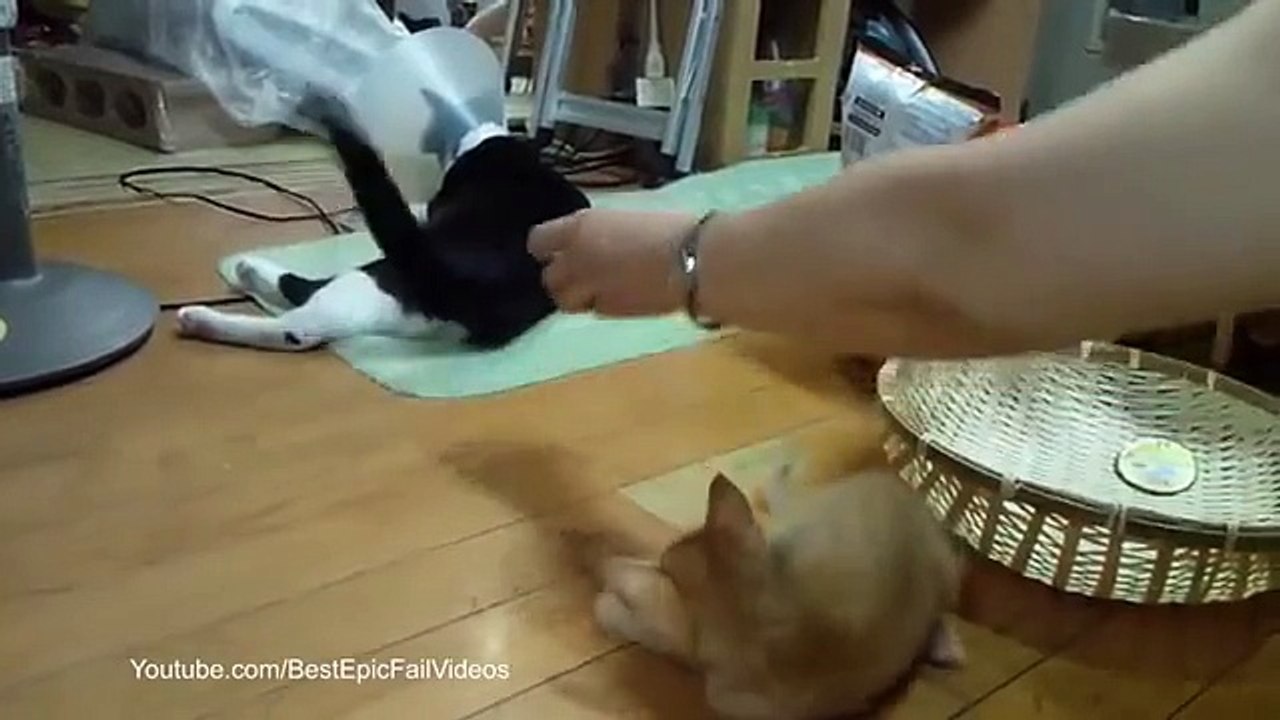 Получил по заслугам. Смешной котёнок получил от кошки с защитным конусом