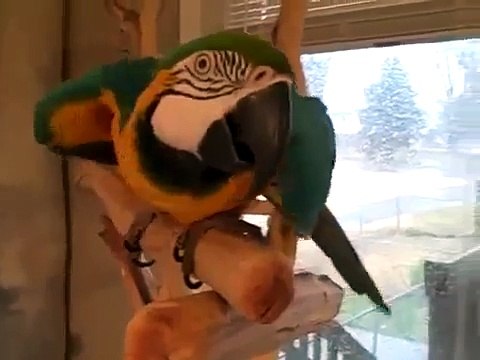 Попугай ара очень заразно смеется! Смешной попугай хохочет