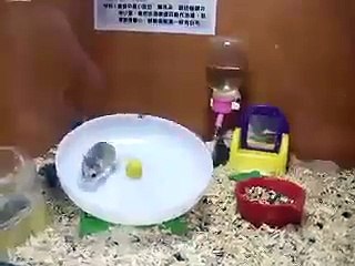 Сумасшедший хомяк в колесе