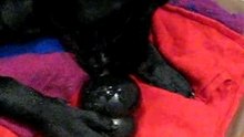 Kongs