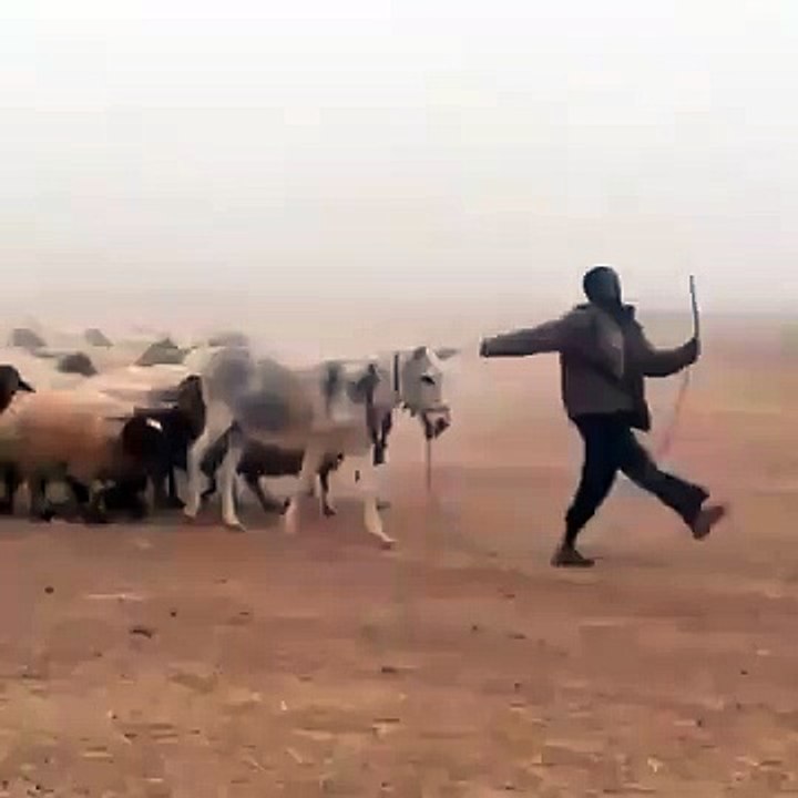 Funny parade ever....must watch!