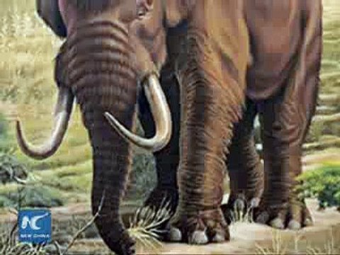 6-million-year-old mastodon skull found in SW China 2015