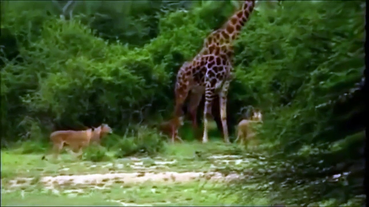 Un Lion Attaque une Girafe