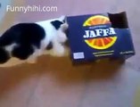Funny cat videos 2015| Mischievous Cat. Cat videos Compilation