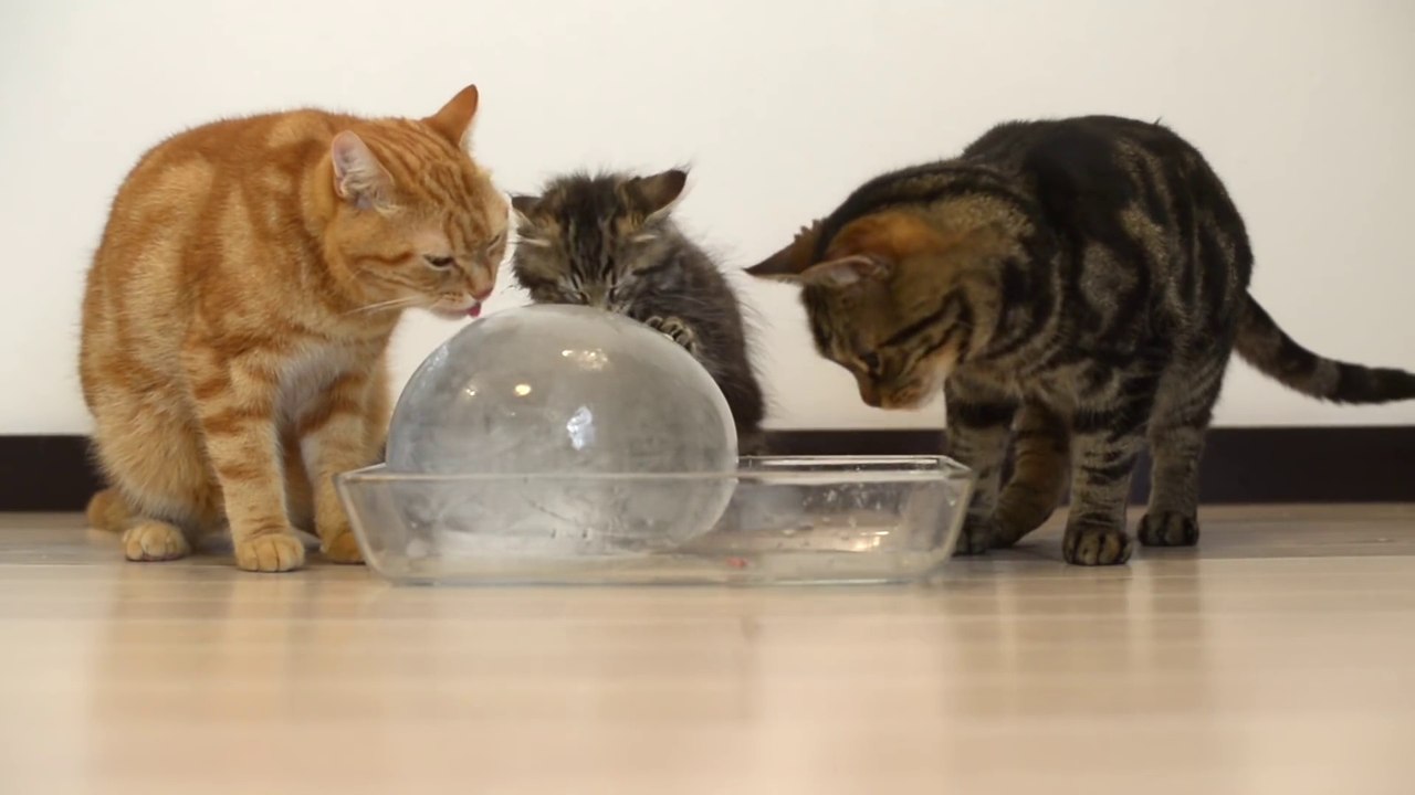 Cats to Enjoy Ice Ball