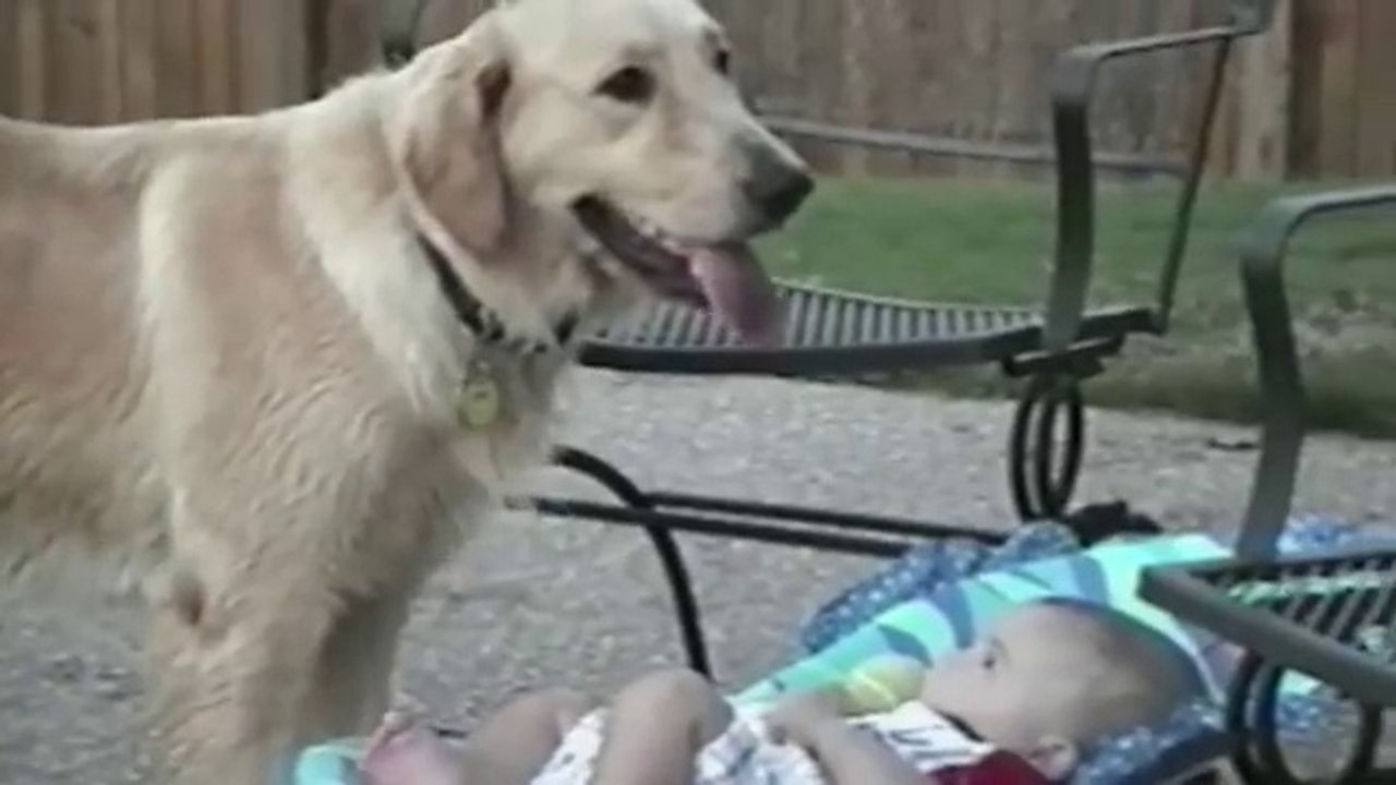 Cute Dogs And Babies Compilation