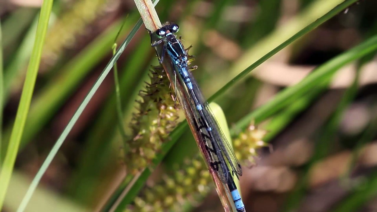 L'Agrion à lunules