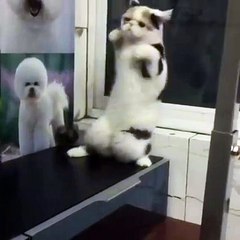 Super Cat dance hahahahahaha!