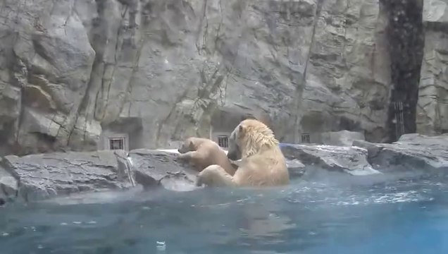 Quand maman ours sauve son petit de la noyade - trop mignon