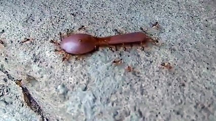 Ants stealing a spoon
