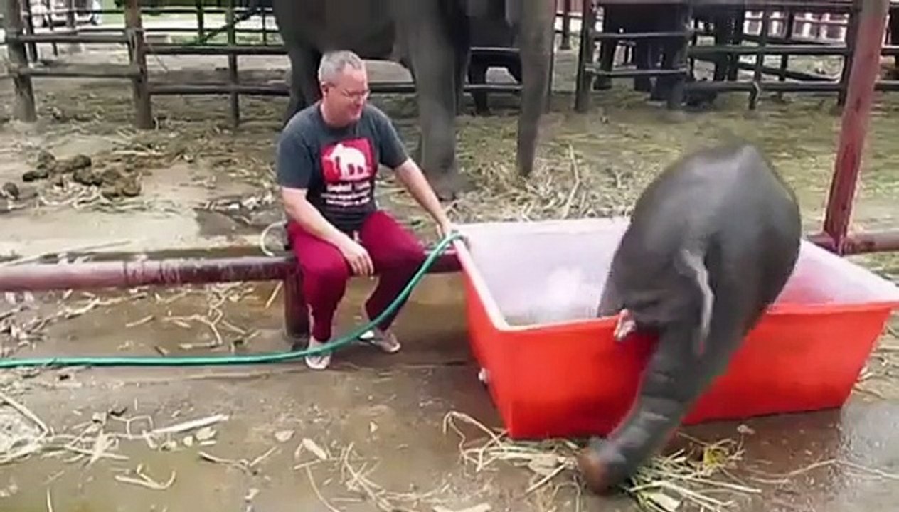 Elephant likes to wash!