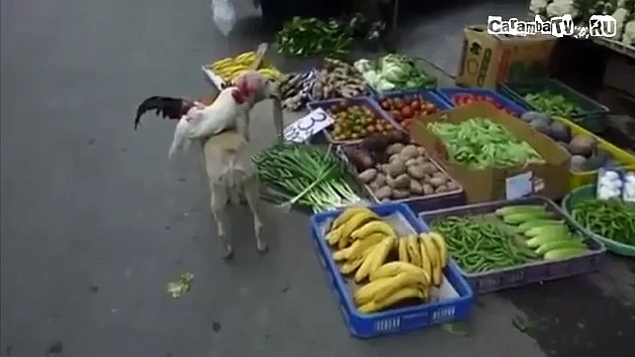 Dog and Rooster